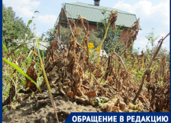 В адское пекло 83-летние волгоградские дачники ведрами таскают воду для полива