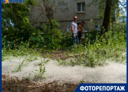 Белая метель в мае: Волгоград встречает «пуховую атаку»