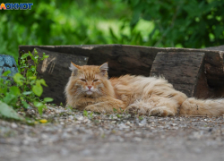 Каким для волгоградцев станет последний понедельник июля 