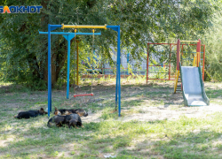 Под Волгоградом у чиновников отсудили 100 тысяч за укус бездомной собаки