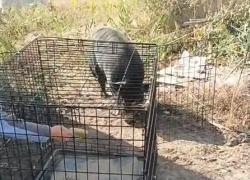  Брошенного хозяевами истощенного минипига поймали под Волгоградом 