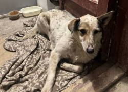 Попавшую в беду любимицу по кличке Лиса всем домом ищут волгоградцы