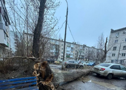 Арктический шторм массово повалил деревья в Волгограде 