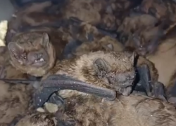 Клубок из сотни летучих мышей нашли в Волгограде