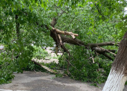 Гигантский тополь рухнул во дворе на юге Волгограда