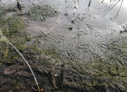 2-летний мальчик и девочка погибли на пруду в Волгоградской области