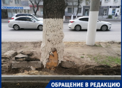 Рвут по живому: волгоградцев возмутила смертельная для вязов реконструкция