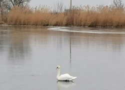 Спасение лебедя рассорило волгоградцев