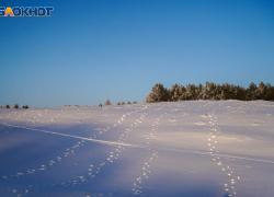  Пятый месяц ищут таинственно пропавшего Дмитрия Косова в Волгоградской области 