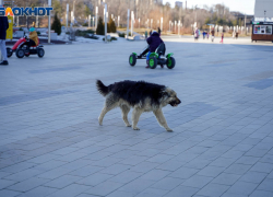 Под Волгоградом введен карантин по бешенству