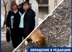«Неизвестно, кто опаснее»: волгоградка пожаловалась на кормилиц опасных собак со связями в администрации