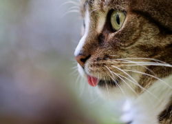 В Волгоградской области заболевшая бешенством кошка укусила хозяйку