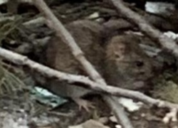 Мусорная крыса искусала детей в Волгоградской области