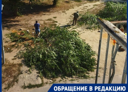 Мэрия Волгограда объяснилась за вырубку вязов в центре города
