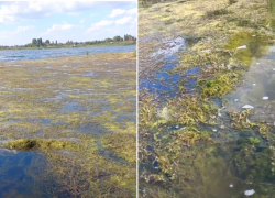 Полуметровым слоем водорослей покрылось Береславское водохранилище в Волгограде 