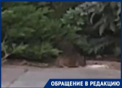 Разгуливающие у ТРЦ крысы попали на видео в Волгограде