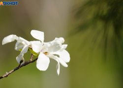 Дождь, тепло и слабый ветер обещают синоптики в Волгограде 30 апреля 