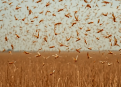 Мощный удар сдерживает Волгоградская область