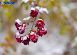 Заморозки до -4 градусов пообещали волгоградцам
