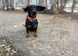 Дважды брошенной таксе Гале ищут семью в Волгограде