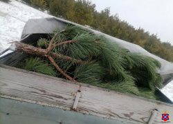 Волгоградцы рванули рубить сосны в лесу на фоне шок-цен на новогодних базарах