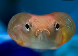 20 партий смертельно опасной рыбы изъяли в ресторанах и магазинах Волгограда