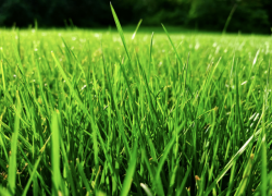 Редкое растение может лишить волгоградцев миллиона 