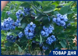 Саженцы голубики с почками 3-х летние от плантации голубики. 