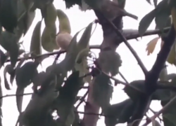 Редкий белый воробей попал на видео в Волгоградской области