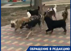 Стая собак держит в страхе Дубовку в Волгоградской области: видео