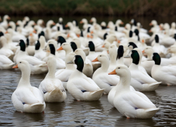 Кровавый обед устроили хаски под Волгоградом