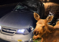 Иномарка сбила лосёнка под Волгоградом