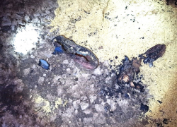 Волгоградская хуторянка подожгла себя