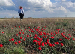 В Волгоградской области зацвели чудесные краснокнижные тюльпаны 