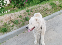 Связали лапы и перерезали горло: сбежавшего в грозу алабая убили в Волгограде