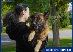 Мимиметр сломался: в центре Волгограда собрали мегавыставку собак