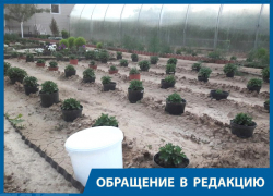Во всех долгах он обвиняет нас, списывает на то, что кто-то из жителей не заплатил по счетам, - волгоградка о председателе СНТ