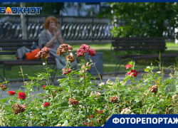 Улица роз: как умирают цветы в центре Волгограда показал фотограф