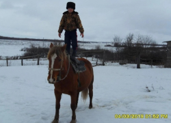 Нашли порезанную на куски тушу: волгоградка рассказала о странном исчезновении лошади