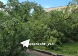 Ветром вырвало с корнем дерево на юге Волгограда - видео