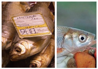 Вся шемая Волгоградской области – 100% браконьерство, - ихтиолог Сергей Яковлев