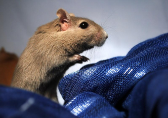 Природный носитель возбудителя чумы исчезает из Волгоградской области