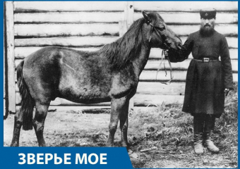 Исчезнувшие скакуны донских степей