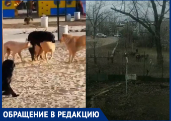 Чипированные собаки размножаются прямо на детской площадке: волгоградцы шлют видео