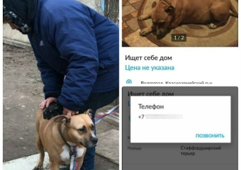 Породистую собаку вышвырнули на улицу из-за неудачных попыток продать ее в Волгограде