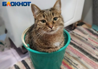 О поддельных графиках отключения горячей воды предупредили волгоградцев