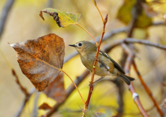 Самую маленькую птицу Европы в осеннем лесу под Волгоградом снял фотограф