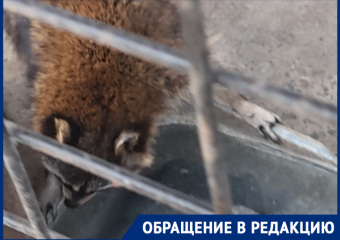 «Грустные глаза беспалого енота»: посетители кафе «Дворик» рассказали о бездействии владельцев и служб