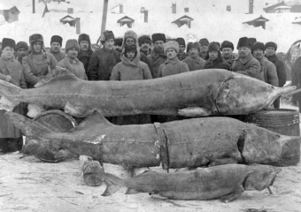 Гигантская белуга: почему легендарная рыба исчезла из Волгоградской области