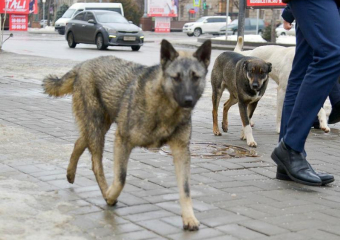 Обнародована пугающая статистика нападений собак на людей в Волгограде и области
